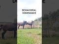 unique behavior of two horses interacting 🐴