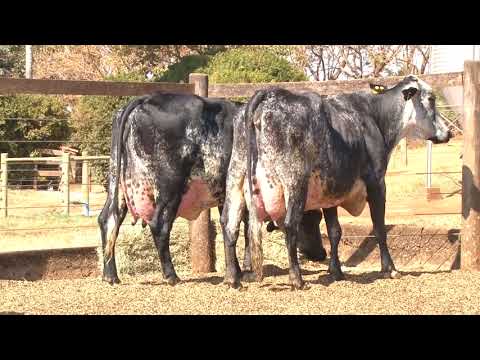 LOTE 16   165  159   2º LEILÃO VIRTUAL DA FAZENDA SANTO AMARO   DIA 28 DE AGOSTO   14HS REMATEWEB PL