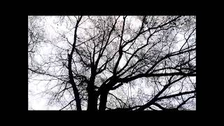 Süßkind Von Trimberg Song Where Our Souls Will Go