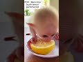 funny little monkeys #animals #monkey #shorts