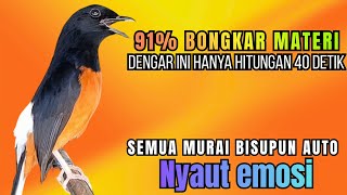 PANCINGAN murai Batu FIGHTER BONGKAR MATERI KASAR !! Jadikan semua murai diam,macet AUTO RESPON 