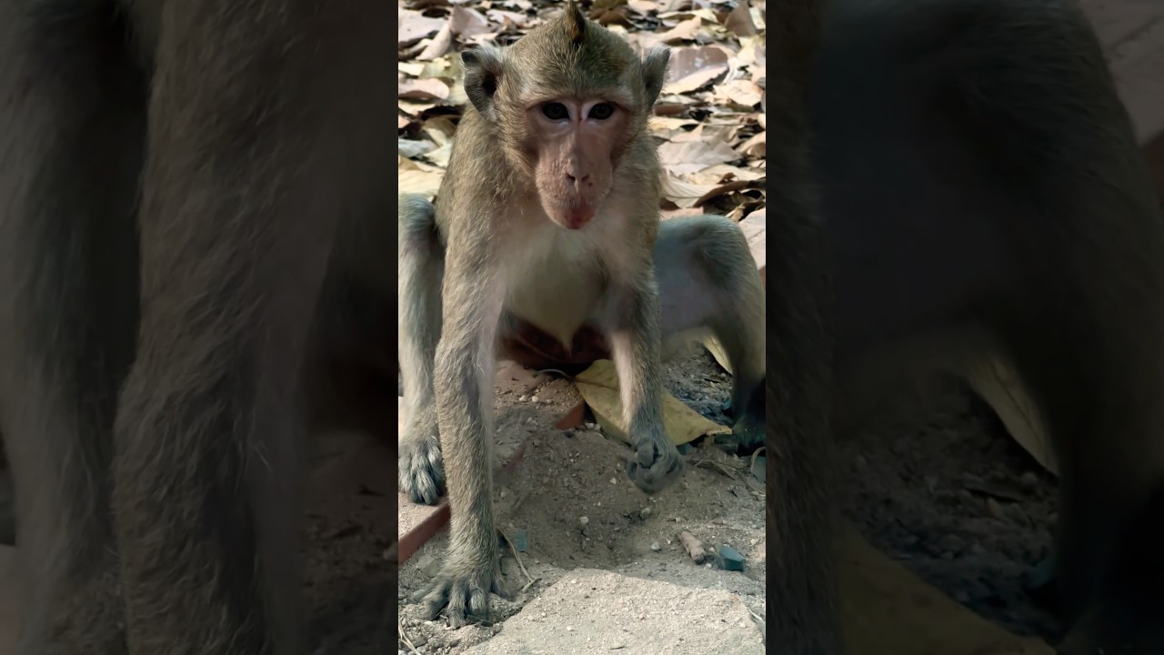 Baby monkey finding insects 🐜🐞to eat 🐒🥰| Please Subscribe 🙏🏻 