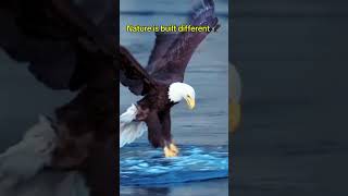 Eagle Catches Fish Mid-Air 🦅 #eagle #wildlife #shorts