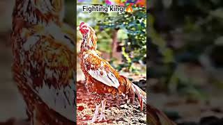 #fighting king 🔥 #subscribe please 🥺 #unfreezemyacount 🥺#aseel murga