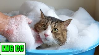 Boss Cat who got a glossy body again with luxury shampoo for pet【Eng CC】