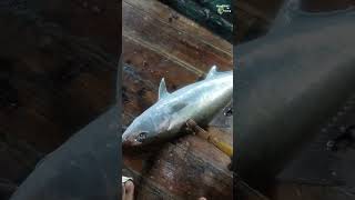 Just 20 Miles off Charna — Deep Sea New Point for Amberjack &amp; crimson jobfish (khopra)🌊🐟🎣