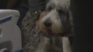 Rockford pets audition to be therapy animals