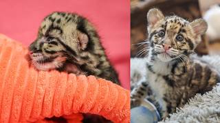 A Teddy Bear–Sized Miracle 🐆💛 Meet Nashville Zoo’s New Clouded Leopard Cub!