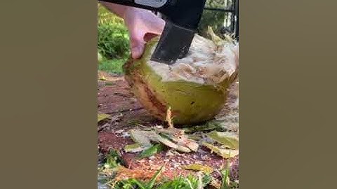 Opening a coconut with Home Depot Fiskars Hatchet