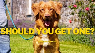 TRAINING A Nova Scotia Duck Tolling Retriever
