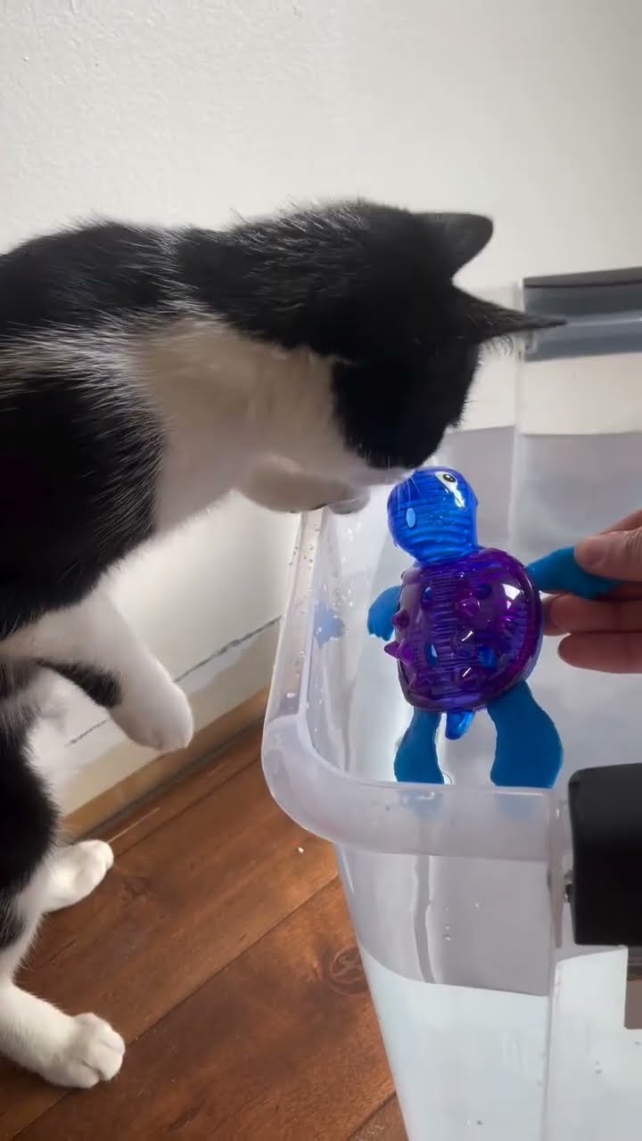 Funny  cats