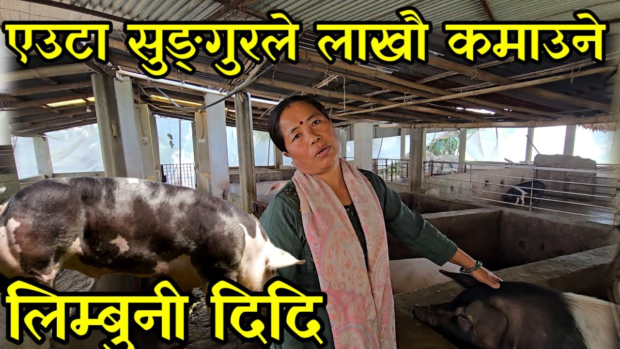 अण्डा खाने वीर,एउटा सुङ्गुर देखि थालेको ब्यबसायले अहिले महिनाकै लाखौ कमाउने लिम्बुनी दिदि farming 