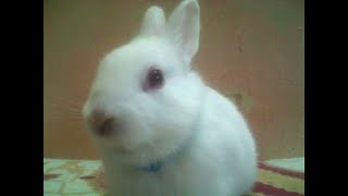 cute bunnies family life!!!! appealing little pets screenshot 3