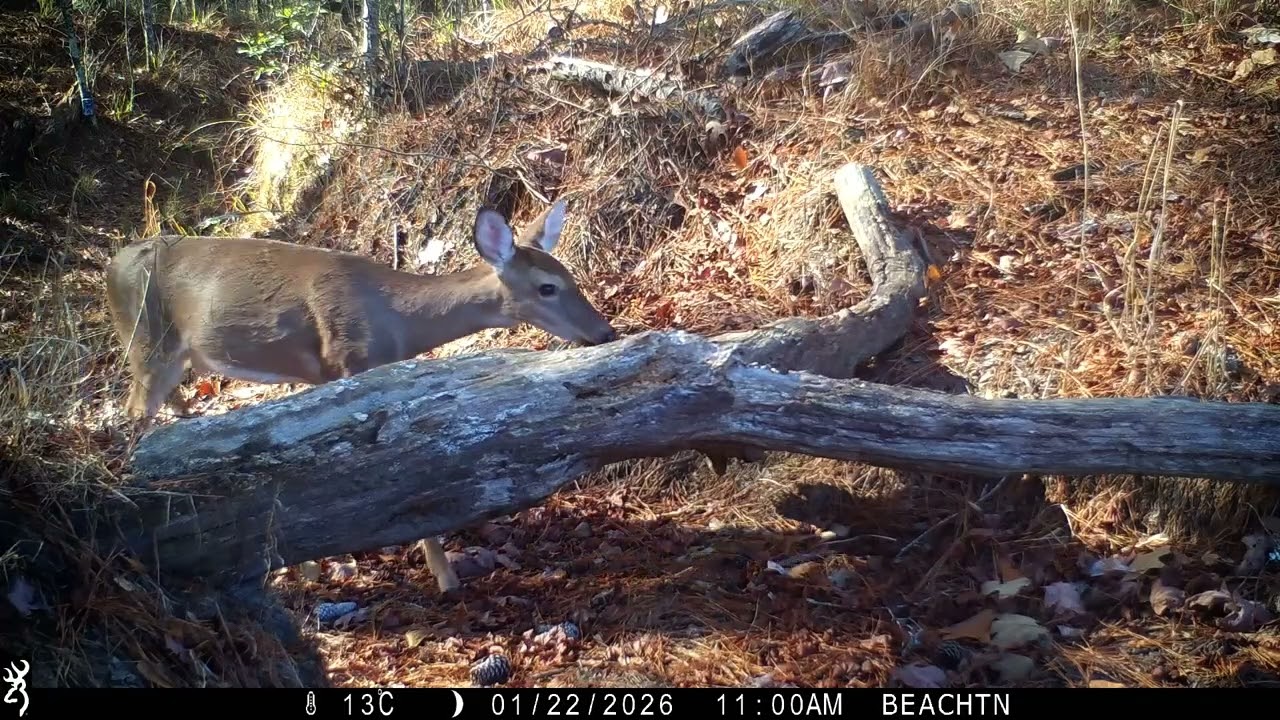 26-4  Does, raccoons, a possum, the tail of a fox