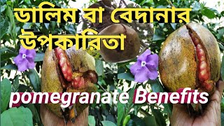 ডালিম বা বেদানর উপকারিতা//Pomegranate Benefits// ভেষজ শক্তিি Episode-38//