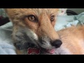 The fox says leave me alone