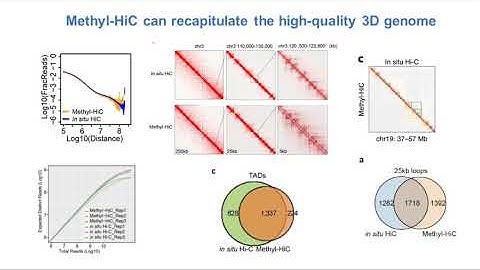 Single-cell multi-omics: DNA methylation and 3D genome