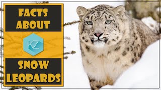 Fun Facts about Snow Leopards - Kids Education with KZ Learning screenshot 4