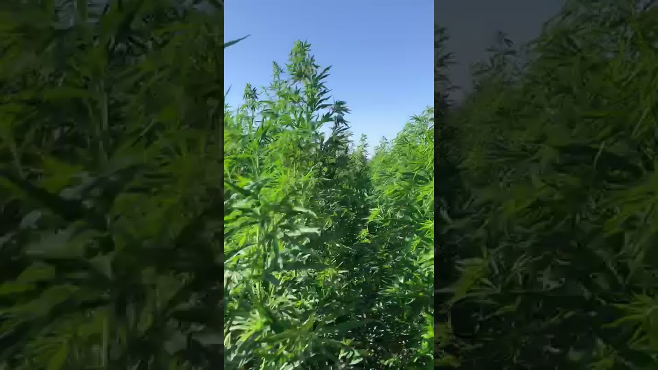 Walk with us thru our fields of hemp :)