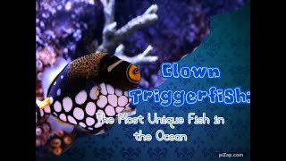 Clown Triggerfish: The Most Unique Fish in the Ocean #fishes #animals #seacreatures