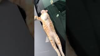 Кот дрыхает на машине