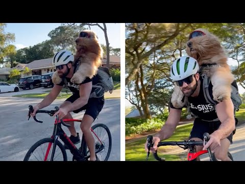 Adventurous Pooch! Dog Loves Piggyback Rides While Owner Cycles (Pawsome Pets)