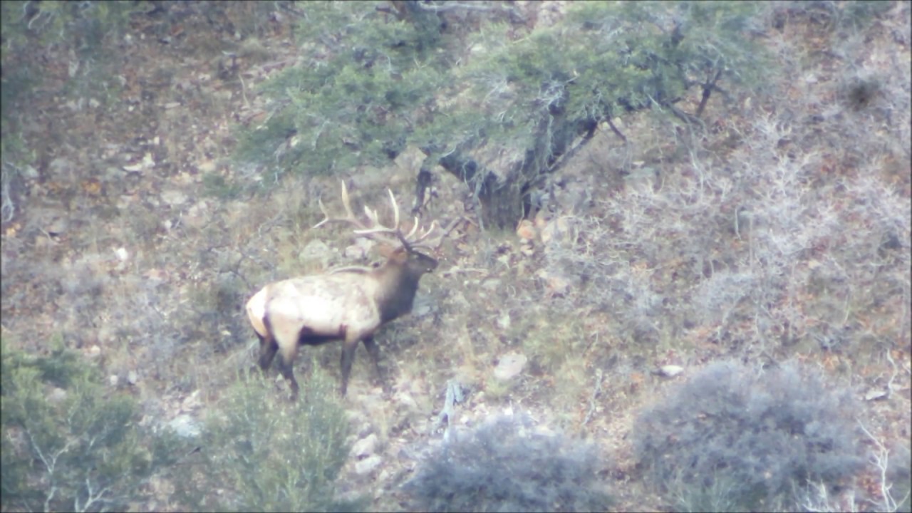 BULL ELK HUNT 2014 | HEAVY BULL | ELK HUNTING | 1,000 YARD KILLSHOT