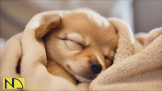 20 HOURS of Dog Calming Music For DogsAnti Separation Anxiety Relief MusicSleep dog NadanMusic