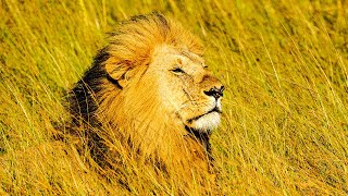Beautiful Africa - 10 minutes of Relaxation Ep.3
Download your Free Relaxation Guide - http://bit.ly/3Ehopdy
- 3 best CHEAP supplements for relaxation
- (SCIENTIFICALLY PROVEN) best exercise for relaxation (its not yoga!)
- 2 questions that BOOST HAPPINESS
- 7 questions that INSTANTLY make you a stronger person (when in distress)
Get it HERE: http://bit.ly/3Ehopdy
If youre watching this video, most likely, you dont live in Africa. In fact, most of us will never visit a it in our lifetime. However, Africa is as beautiful and varied as any other continent with its plains, mountains, deserts, gorgeous coastlines etc. Let this relaxing video of Africa calm you down with the gorgeous views and peaceful scenery.
The 10-minute length makes it perfect to be run on a TV or a big screen to create relaxing mood in your room and experience the stress relief that naturally comes from observing the beauty of our planet.
These ambient piano videos of Africa can be used on their own for relaxation, or for the purposes of meditation. If you find it difficult to meditate with your eyes closed, or you find our mind wandering, this relaxing music video may help you focus on the beauty of the world.
We hope you enjoy!
This relaxing video is in 4k, so its suitable for big screens, and you can see the beautiful details (sand, cactus needles, clouds and footsteps, etc.) that youd miss otherwise.
#4k #africa #relaxation #relaxingvideo Beautiful Africa - 10 minutes of Relaxation Ep.3