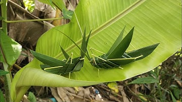 HƯỚNG DẪN THẮT CON CÀO CÀO BẰNG LÁ DỪA (knit a grasshopper with coconut leaves )