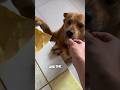 This dog will never trust him again 😂 @jiugecoca