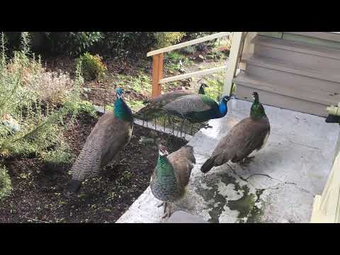 Peacock party