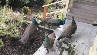 Peacock Party