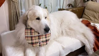 アラン5回目のうちの子記念日　Great Pyrenees　グレートピレニーズ