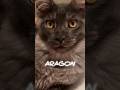 Aragon - dymny samiec rasy Maine Coon ♥️