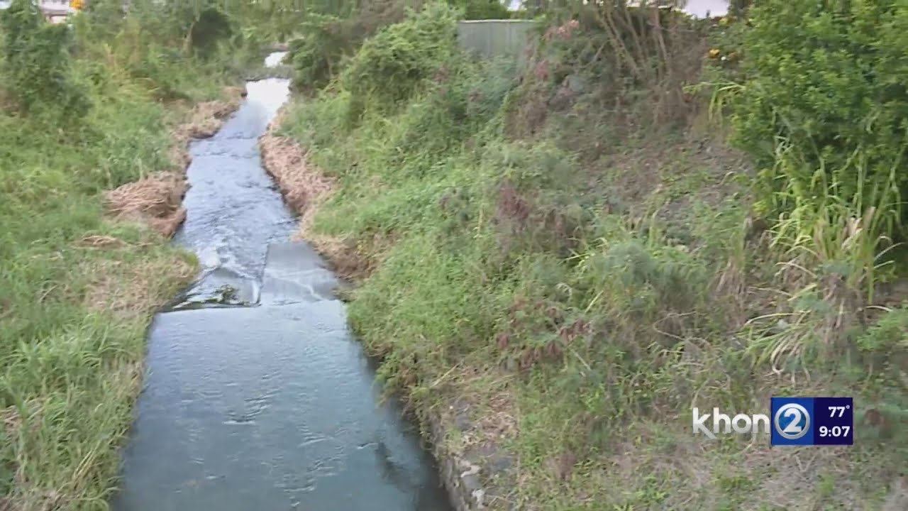 Kaneohe residents worry overgrown stream could flood, and it wouldn't be the first time