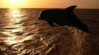 Download Lagu Meditation - Sounds Of Dolphins MP3