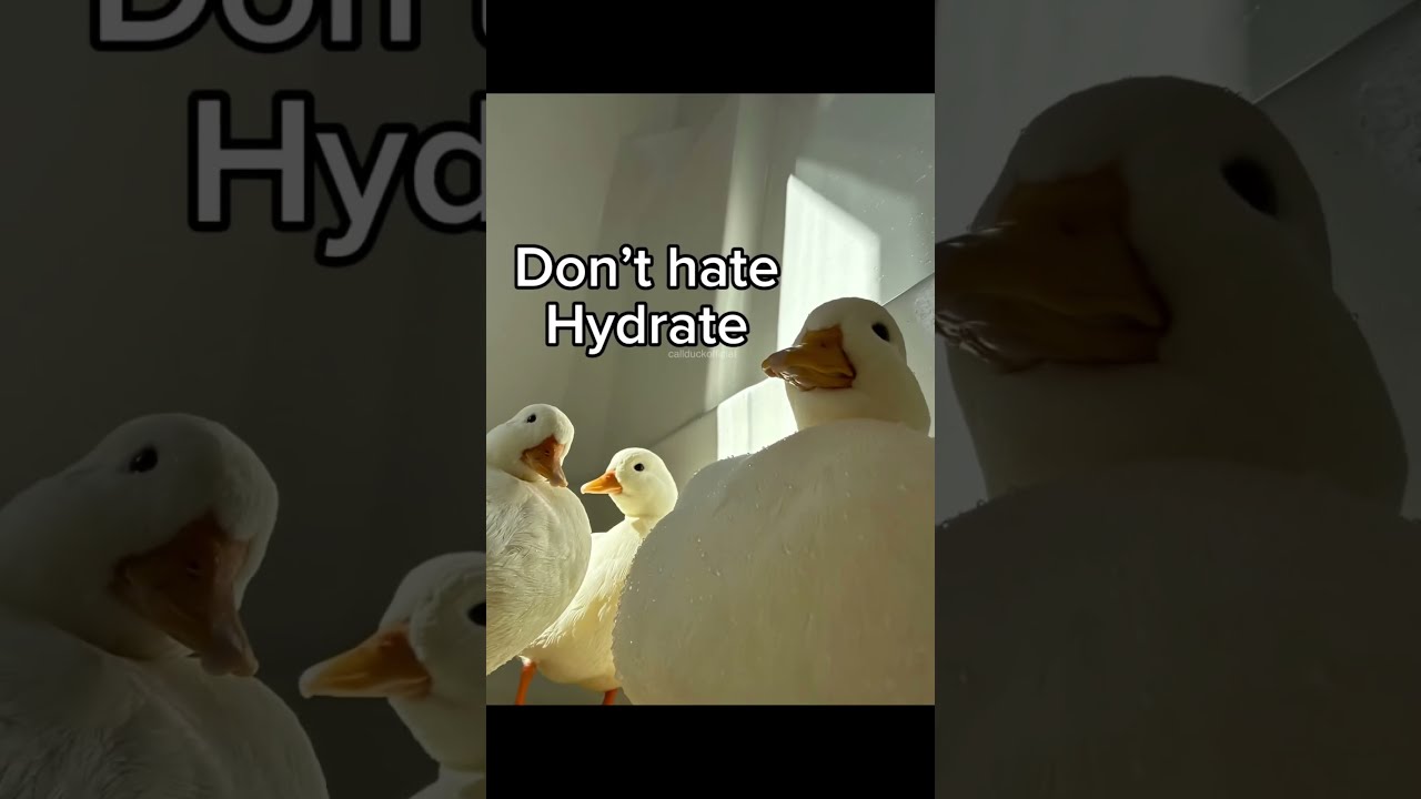 Ducks Here To Help You Stay Hydrated 