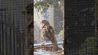 Rabbana Atina Fid-Dunya Hasanah 🤲 | Sparrows Playing in Water 🐦💦 | Peaceful Dua Recitation