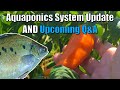 Aquaponics Sweet Potato Update + Upcoming Aquaponics Community Q&amp;A