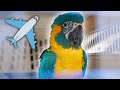 How to Travel on Airlines With Parrots