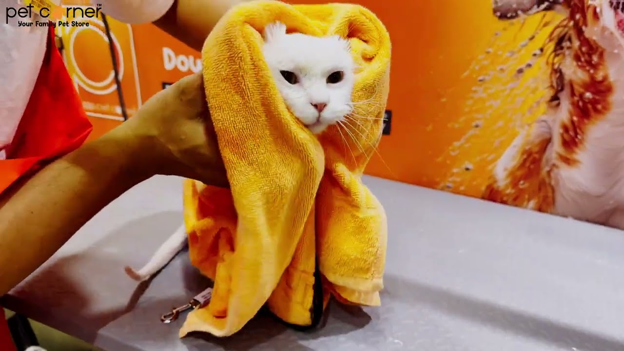 Pet Corner Cat Grooming! Mobile Grooming & In Store Grooming in UAE