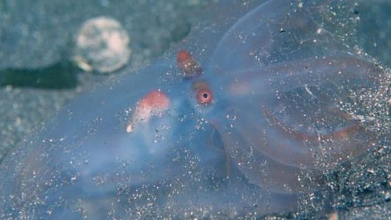 Unknown depths EP - electronic music / ambient sounds / IDM 