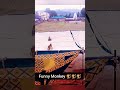 #funnycomedy#prank#comedy#lol#bandar#entertainment#animal#catdog#monkey#tiktok#marathi#reels#shorts