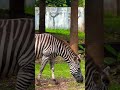 ZEBRA! Kebun Binatang Ragunan
