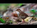 Tiếng chim chuối tiêu ngực đốm, Puff throated Babbler, นกจาบดินอกลาย [Bird Sound]