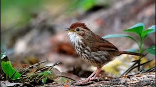 Tiếng chim chuối tiêu ngực đốm, Puff throated Babbler, นกจาบดินอกลาย [Bird Sound]