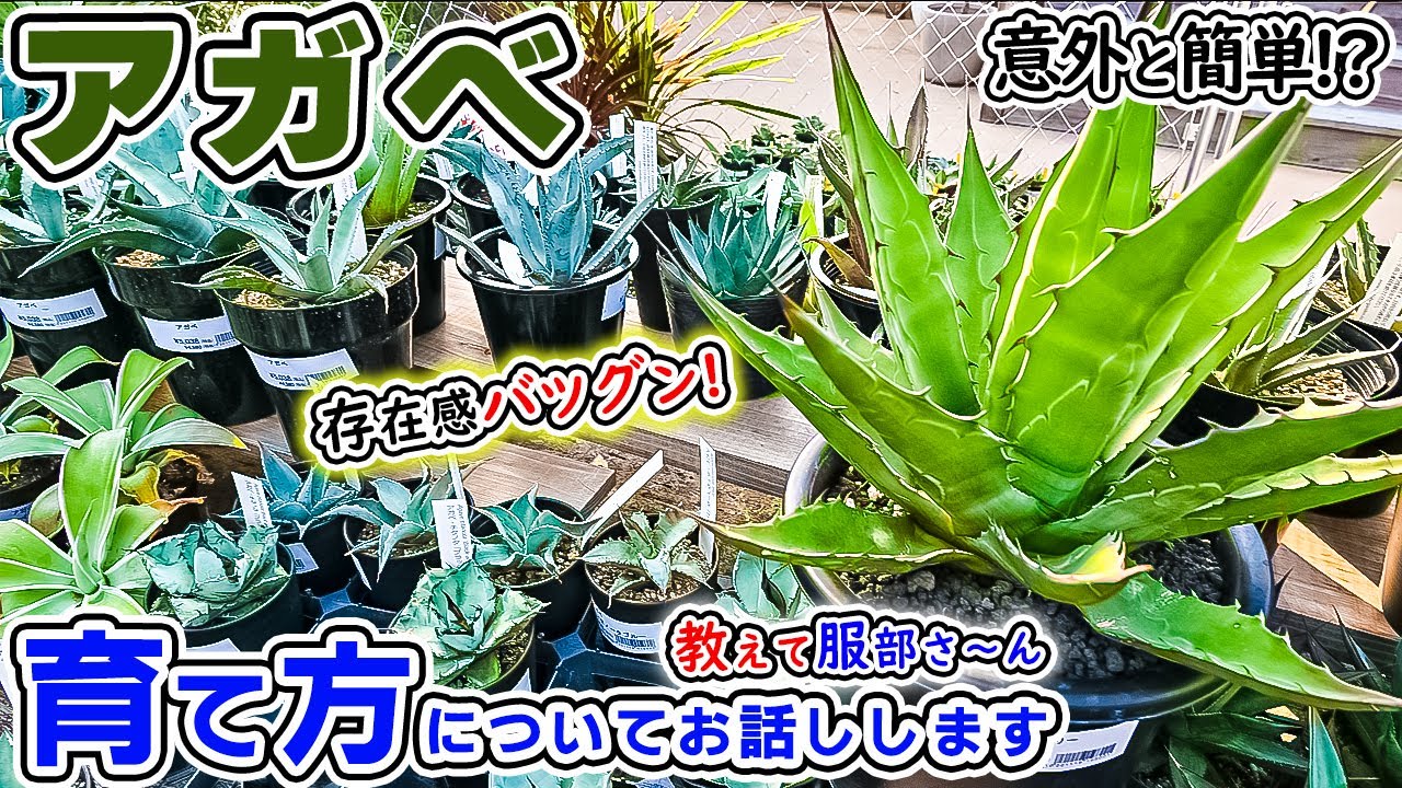 Extremely popular right now! [Agave] Stylish and with a great