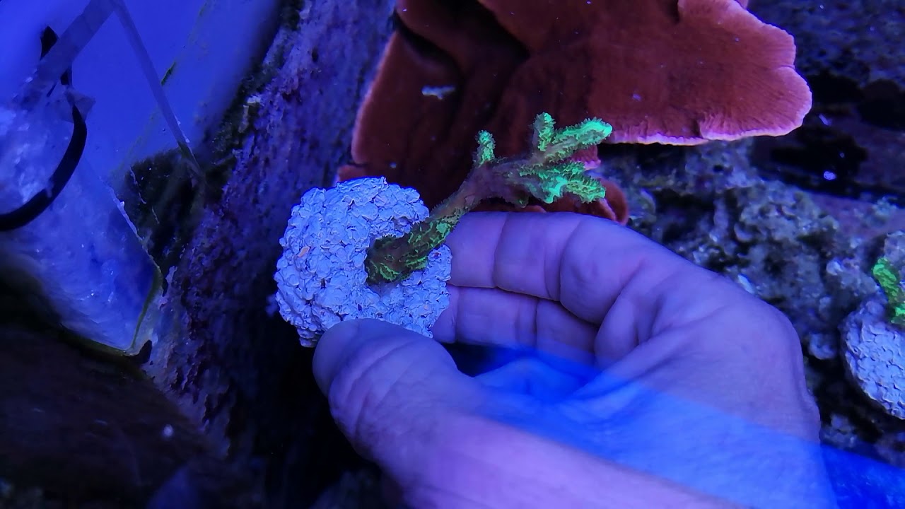 Hydnophora metallic green coral gandalf