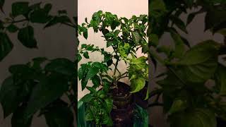 видео: Делаю подрезку Хабанеро. картинка: Делаю подрезку Хабанеро.